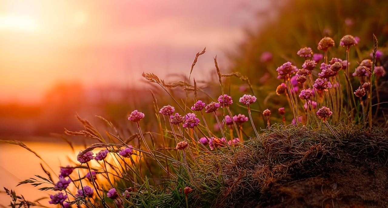 A beautiful scene of wildflowers blooming at sunset with a warm, golden glow.
